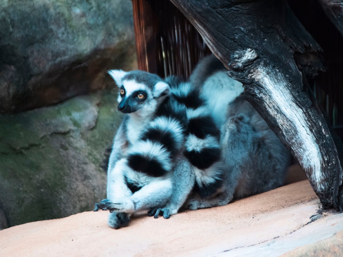 Perth Zoo, September&nbsp;2024